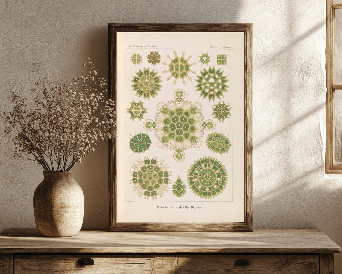 Framed art print of Kunstformen der Natur, Plate 34: Melethallia by Ernst Haeckel, in a dark wood frame leaning on a rustic console beside dried flowers