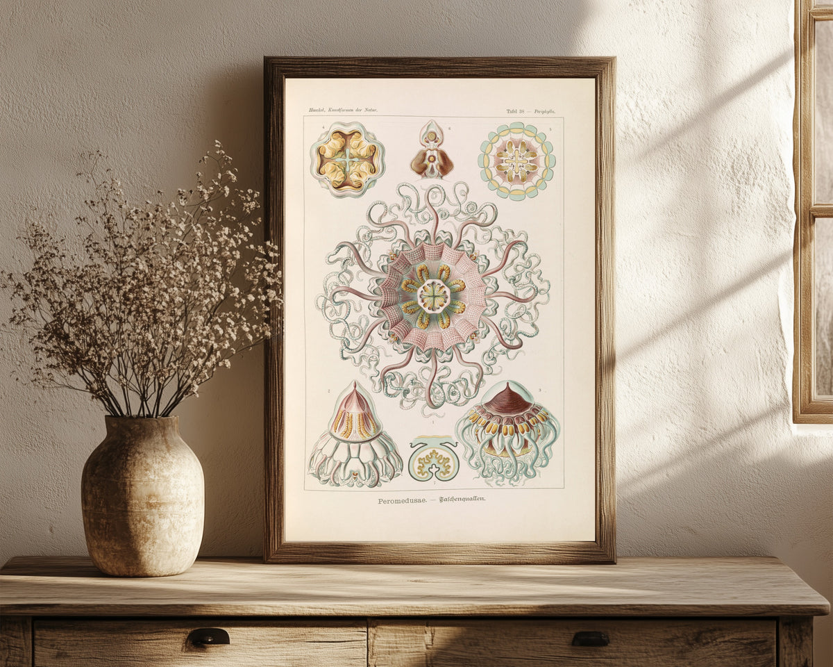 Framed art print of Kunstformen der Natur, Plate 38: Peromedusae by Ernst Haeckel, in a dark wood frame leaning on a rustic console beside dried flowers