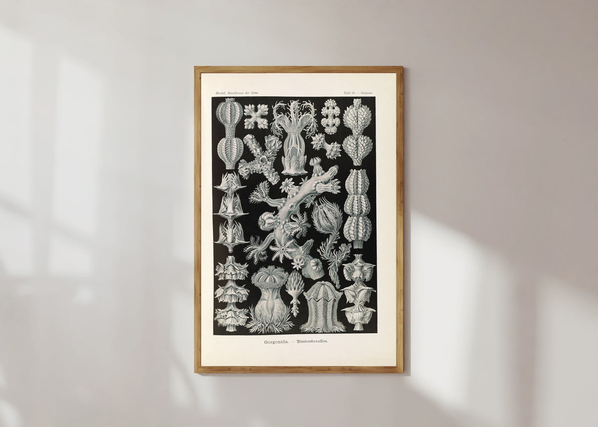 Framed art print of Kunstformen der Natur, Plate 39: Gorgonida by Ernst Haeckel, in a light wood frame on a sunlit white wall
