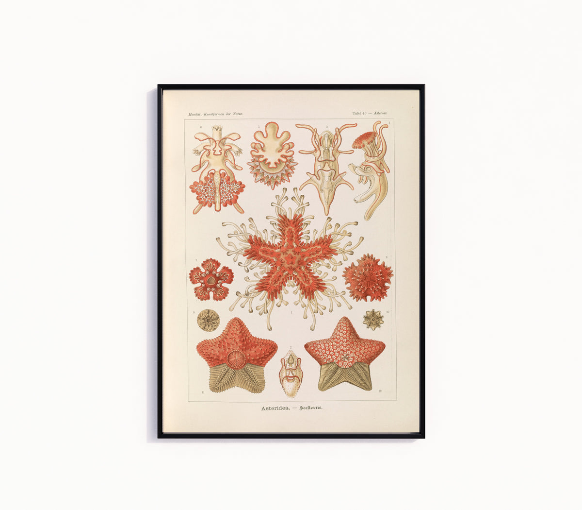 Framed art print of Kunstformen der Natur, Plate 40: Asteridea by Ernst Haeckel, in a slim black frame on a plain white wall