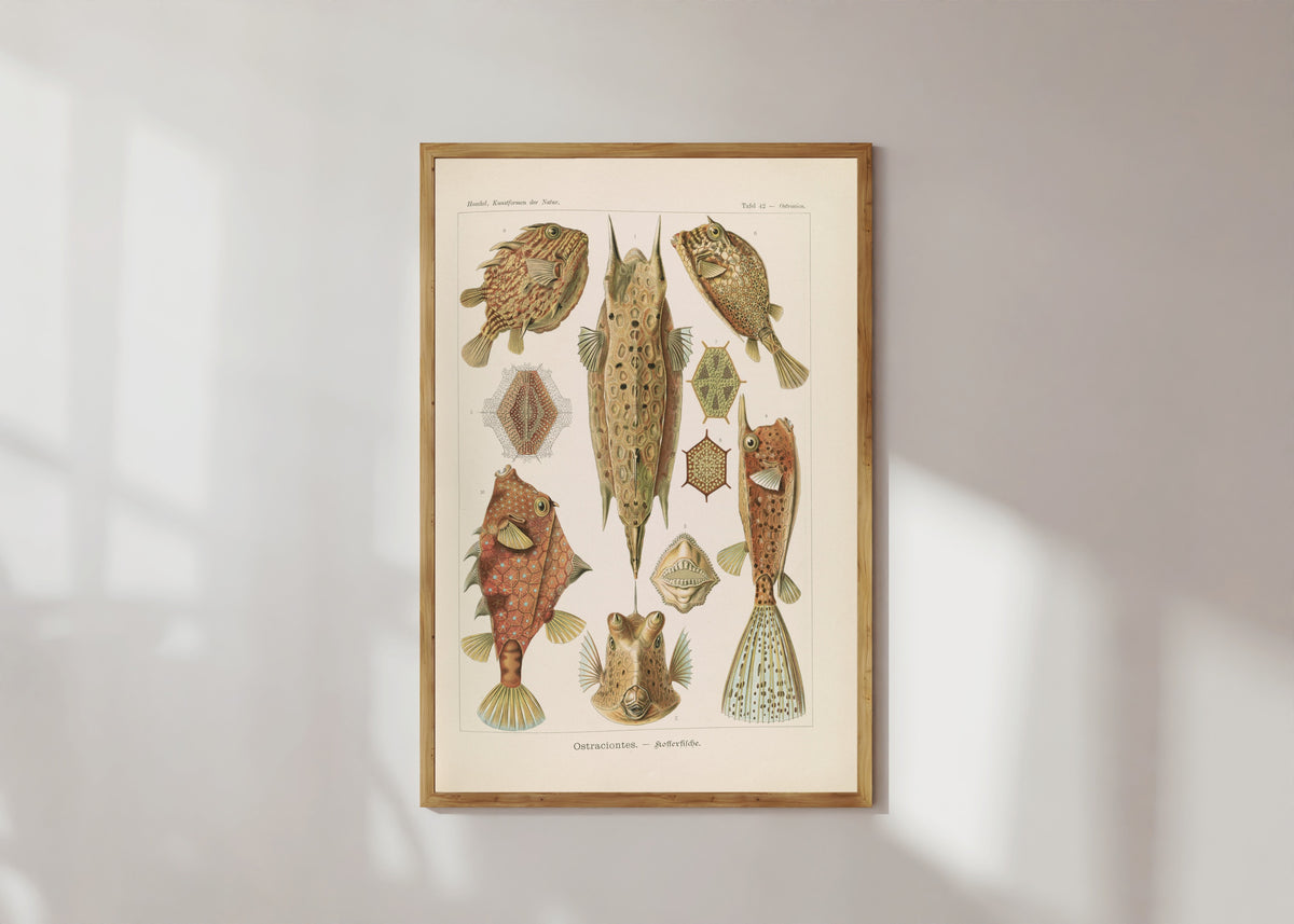 Framed art print of Kunstformen der Natur, Plate 42: Ostraciontes by Ernst Haeckel, in a light wood frame on a sunlit white wall