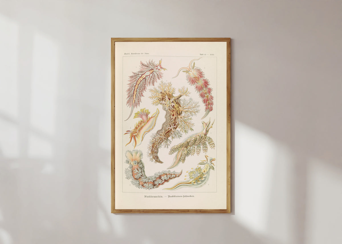 Framed art print of Kunstformen der Natur, Plate 43: Nudibranchia by Ernst Haeckel, in a light wood frame on a sunlit white wall