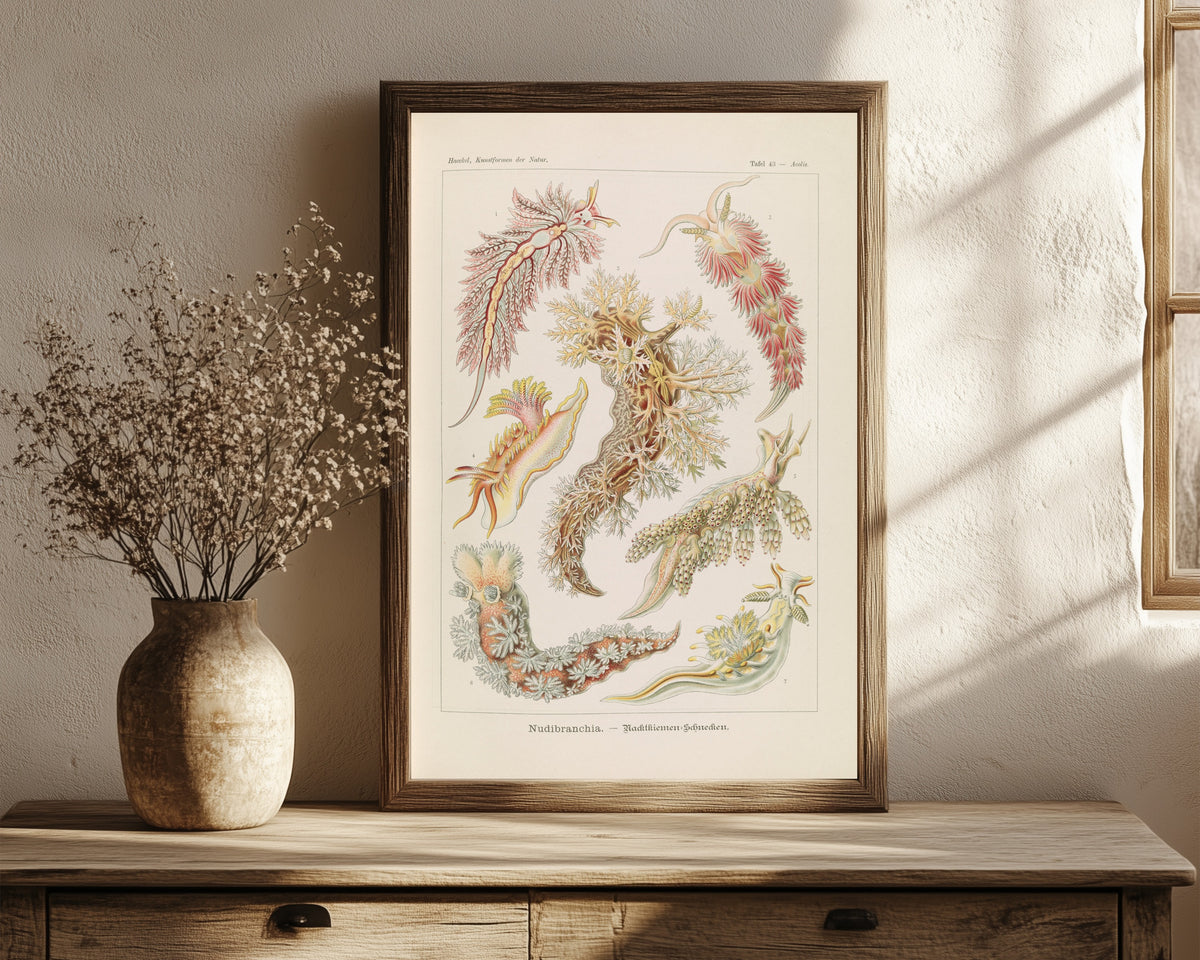 Framed art print of Kunstformen der Natur, Plate 43: Nudibranchia by Ernst Haeckel, in a dark wood frame leaning on a rustic console beside dried flowers
