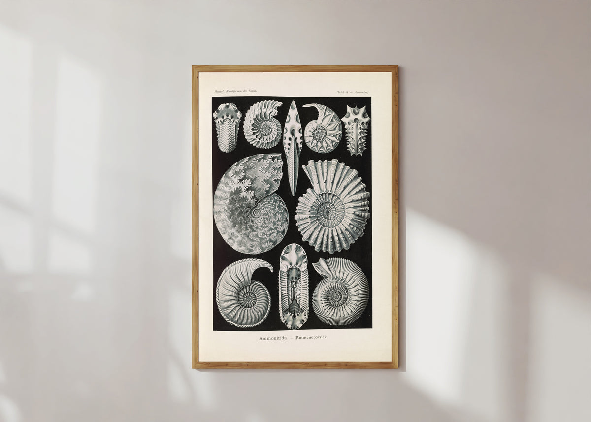Framed art print of Kunstformen der Natur, Plate 44: Ammonitida by Ernst Haeckel, in a light wood frame on a sunlit white wall