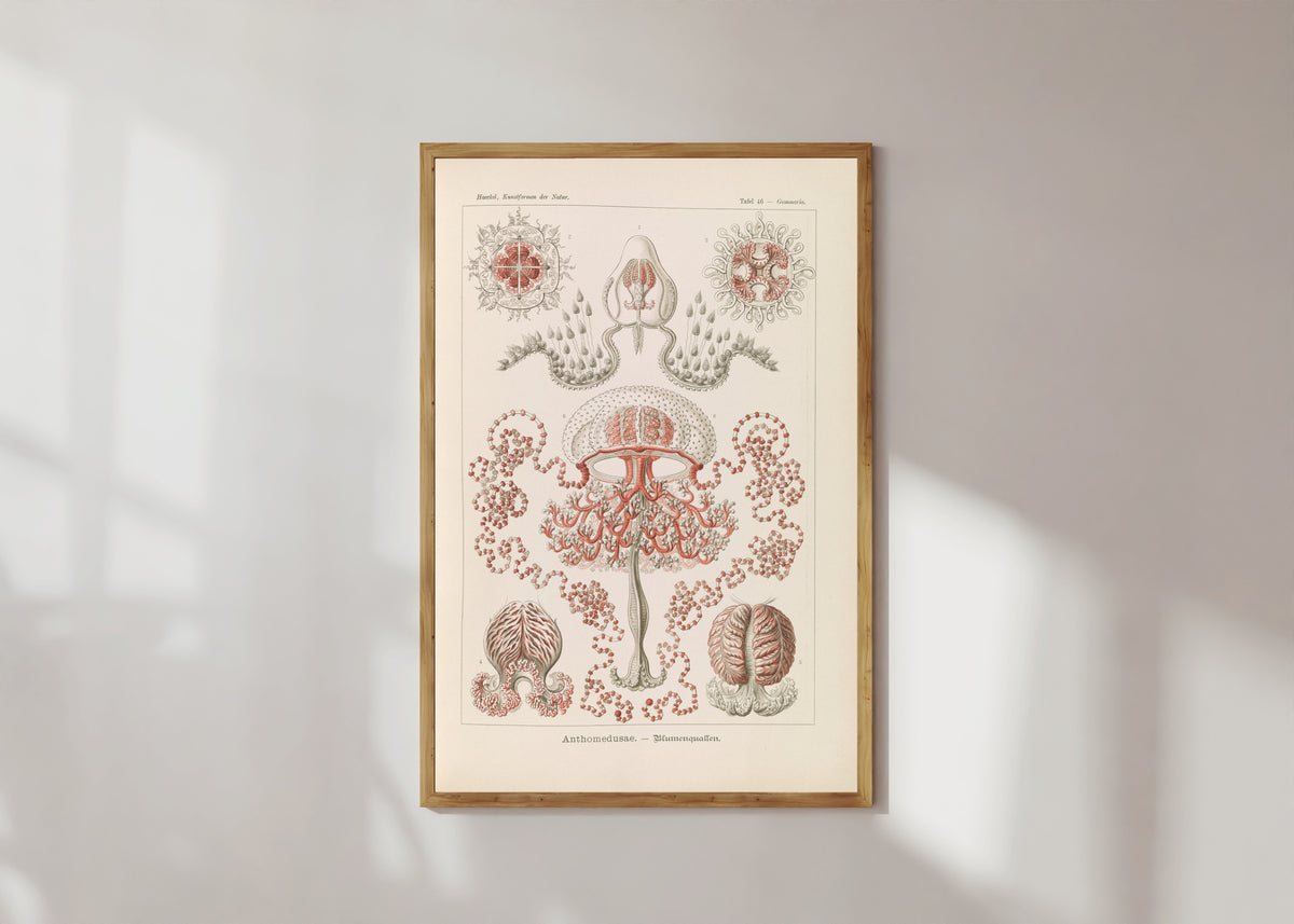 Framed art print of Kunstformen der Natur, Plate 46: Anthomedusae by Ernst Haeckel, in a light wood frame on a sunlit white wall