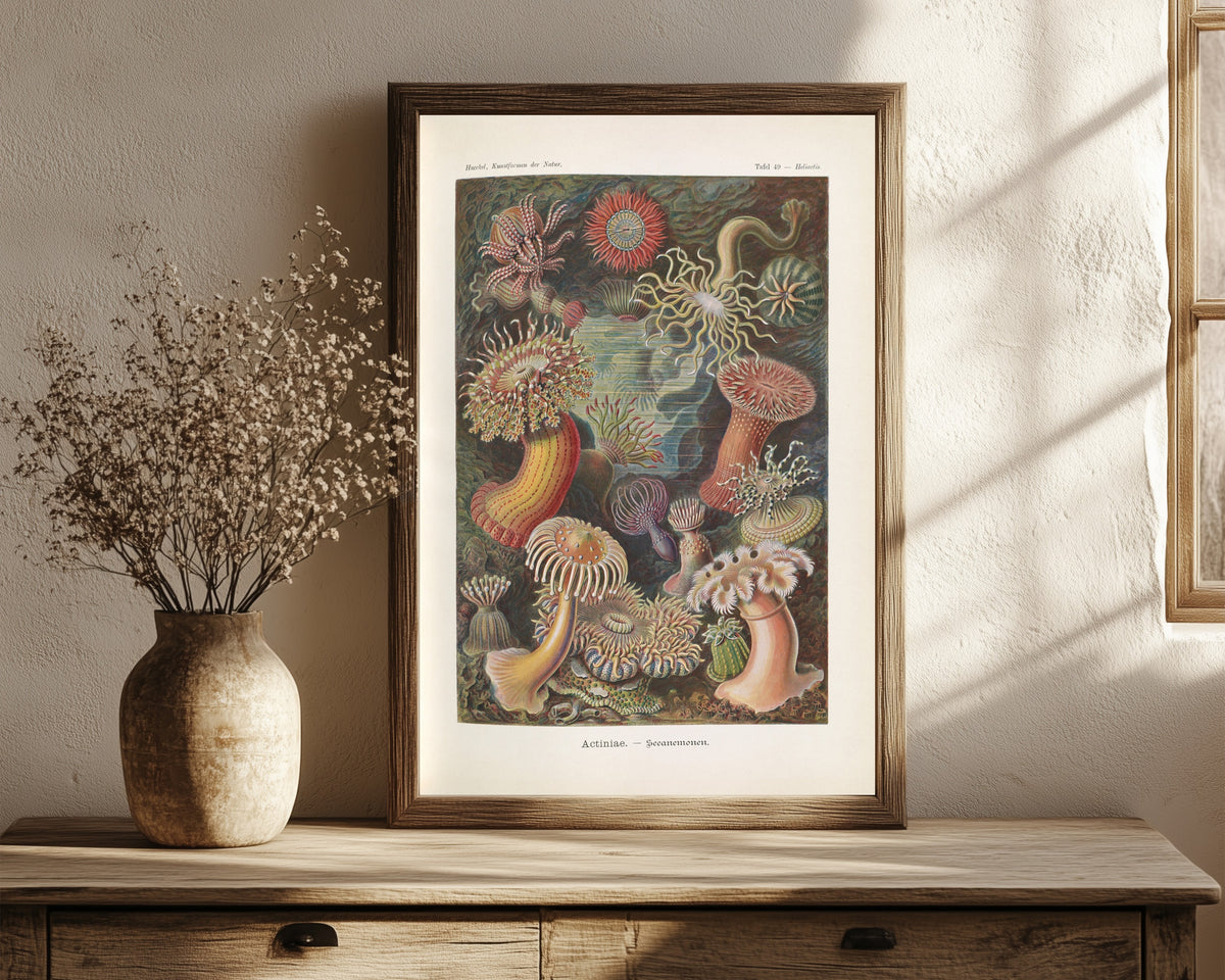 Framed art print of Kunstformen der Natur, Plate 49: Actiniae by Ernst Haeckel, in a dark wood frame leaning on a rustic console beside dried flowers