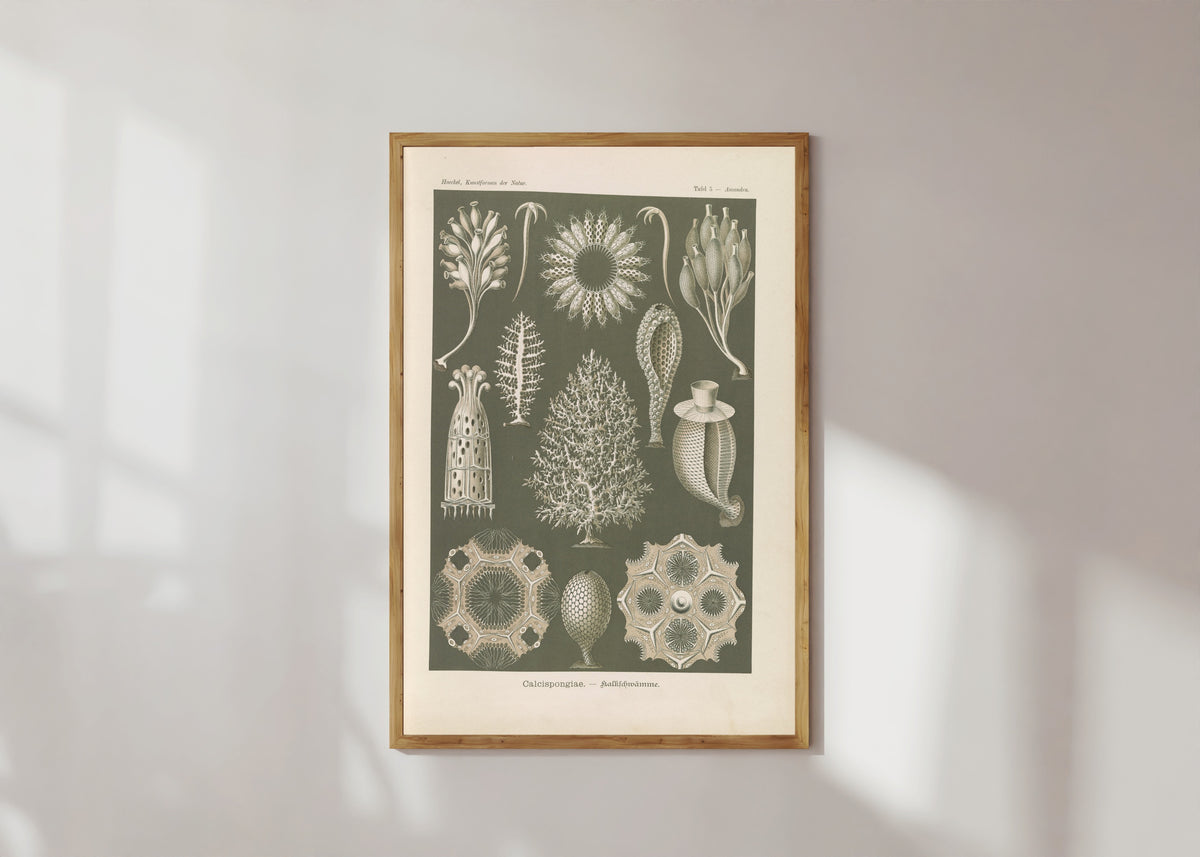 Framed art print of Kunstformen der Natur, Plate 5: Calcispongiae by Ernst Haeckel, in a light wood frame on a sunlit white wall