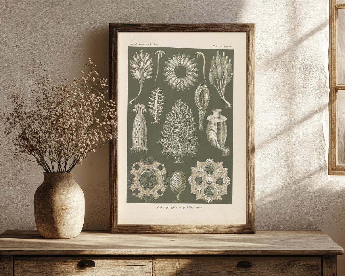 Framed art print of Kunstformen der Natur, Plate 5: Calcispongiae by Ernst Haeckel, in a dark wood frame leaning on a rustic console beside dried flowers