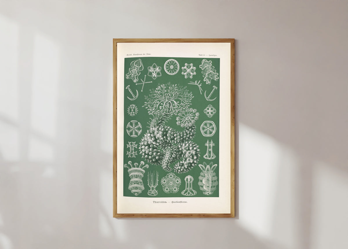 Framed art print of Kunstformen der Natur, Plate 50: Thuroidea by Ernst Haeckel, in a light wood frame on a sunlit white wall