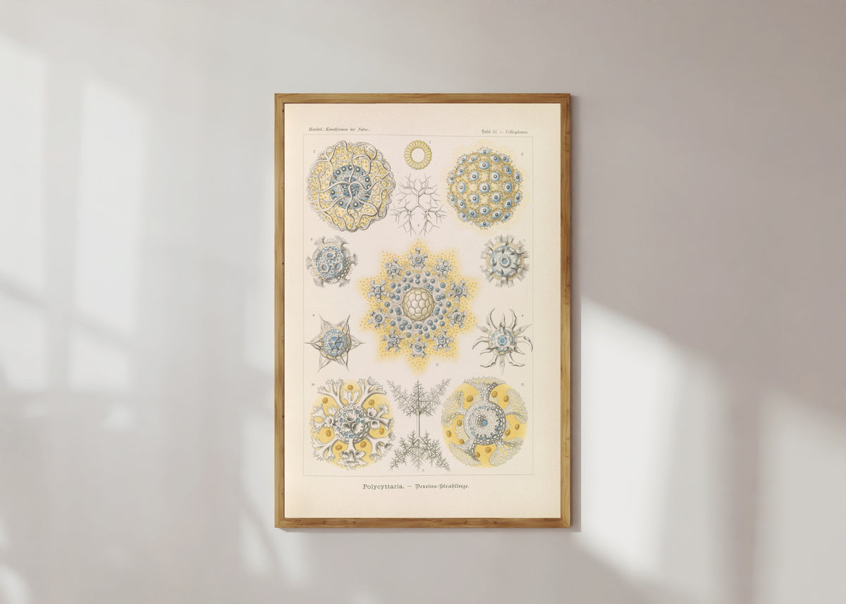 Framed art print of Kunstformen der Natur, Plate 51: Polycyttaria by Ernst Haeckel, in a light wood frame on a sunlit white wall