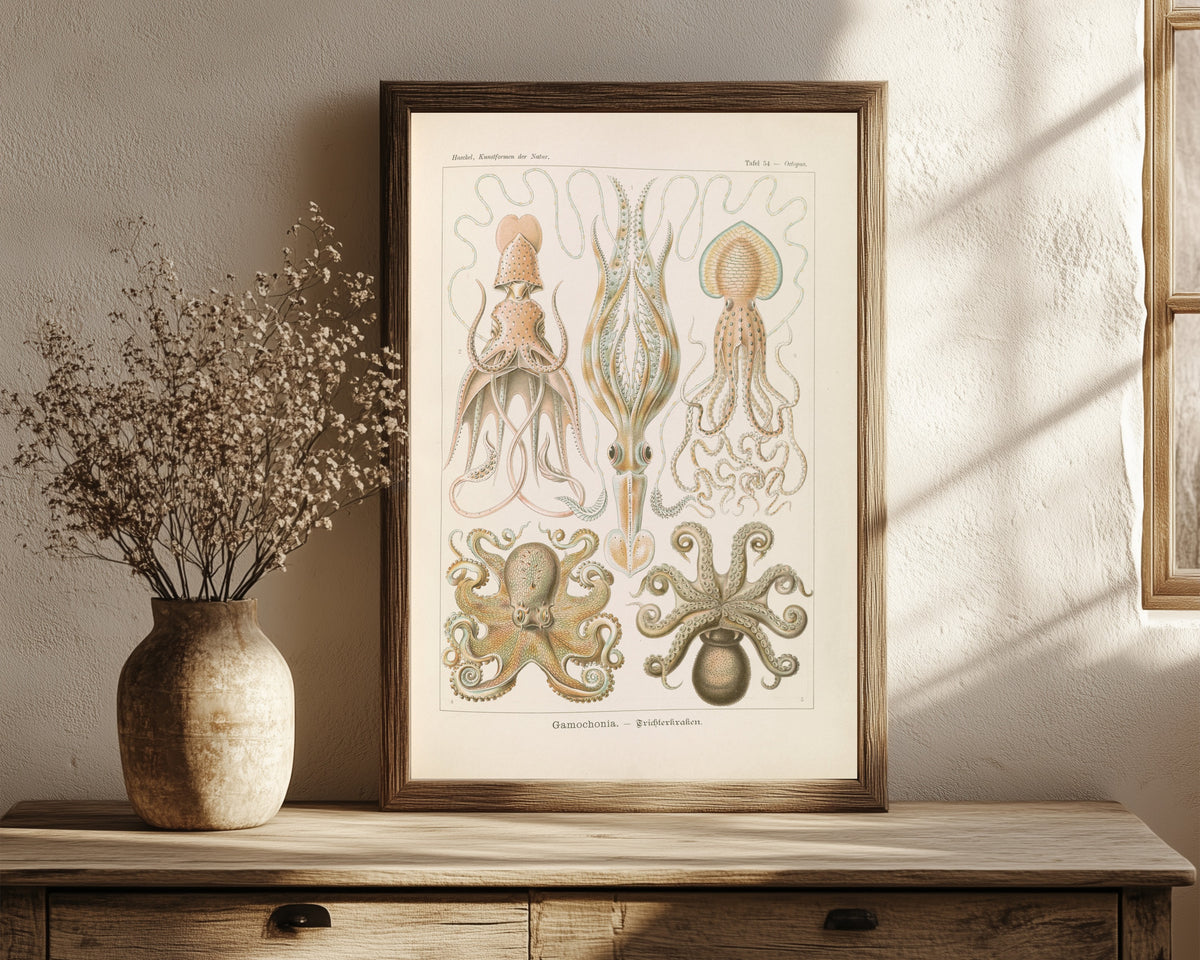 Framed art print of Kunstformen der Natur, Plate 54: Gamochonia by Ernst Haeckel, in a dark wood frame leaning on a rustic console beside dried flowers