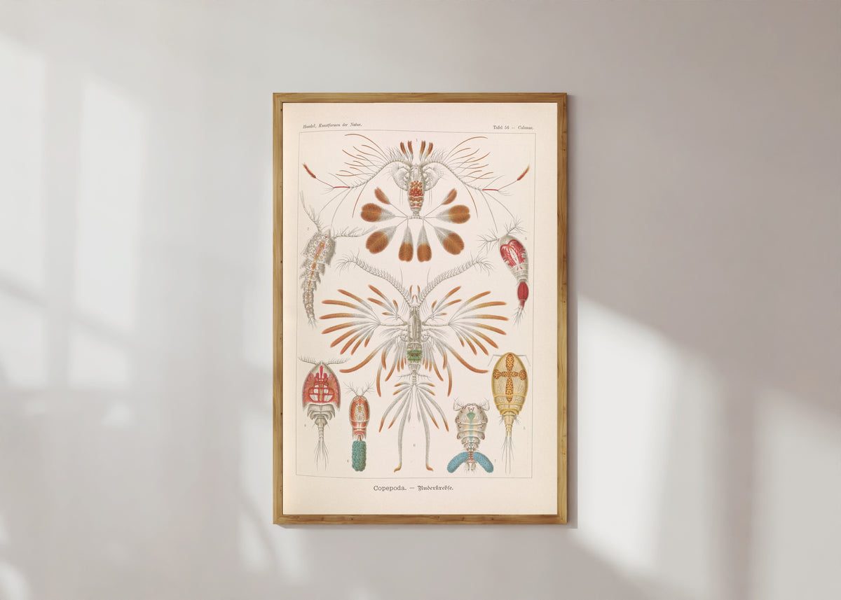 Framed art print of Kunstformen der Natur, Plate 56: Copepoda by Ernst Haeckel, in a light wood frame on a sunlit white wall