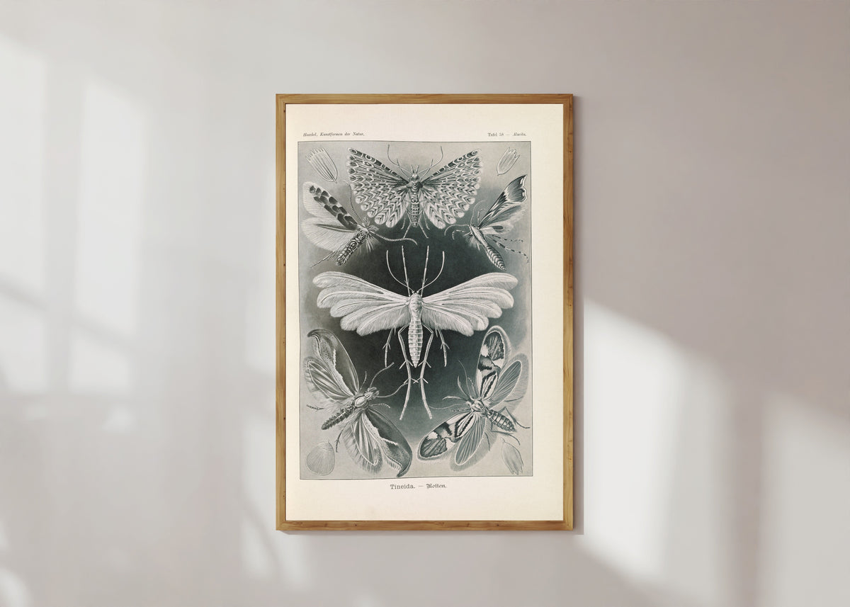 Framed art print of Kunstformen der Natur, Plate 58: Tineida by Ernst Haeckel, in a light wood frame on a sunlit white wall