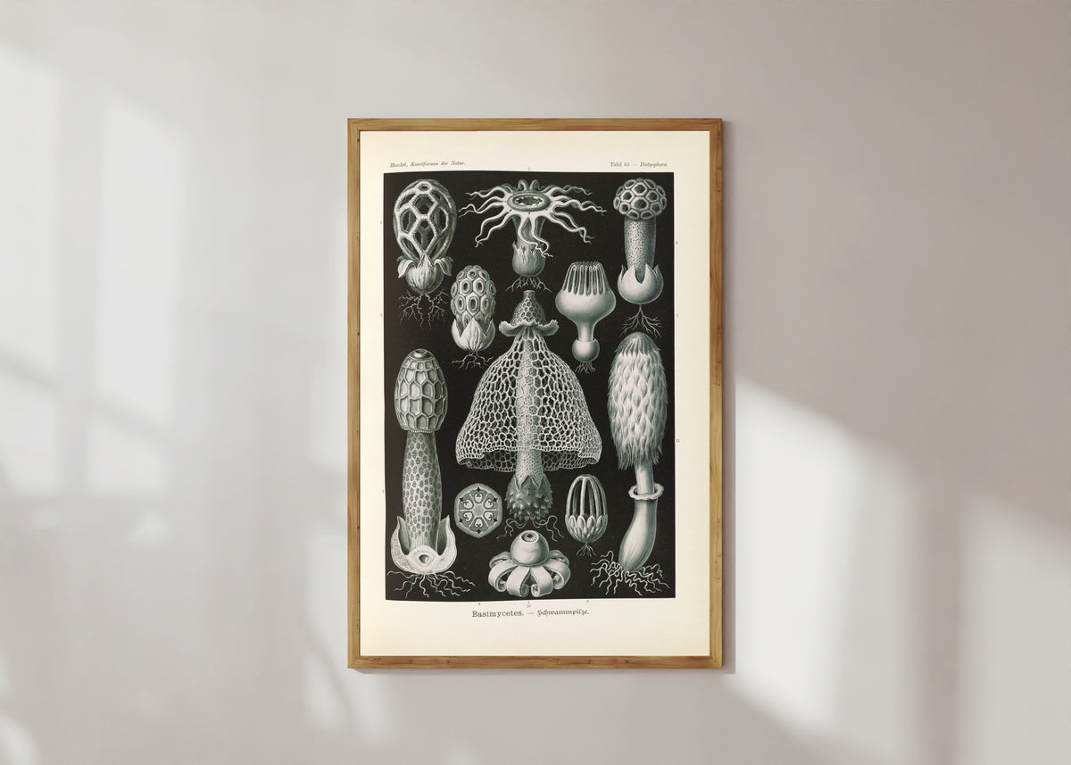 Framed art print of Kunstformen der Natur, Plate 63: Basimycetes by Ernst Haeckel, in a light wood frame on a sunlit white wall