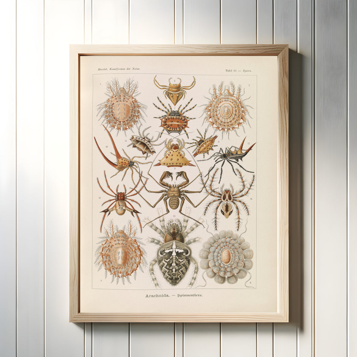 Framed art print of Kunstformen der Natur, Plate 66: Arachnida by Ernst Haeckel, in a light wood frame on a white panelled wall