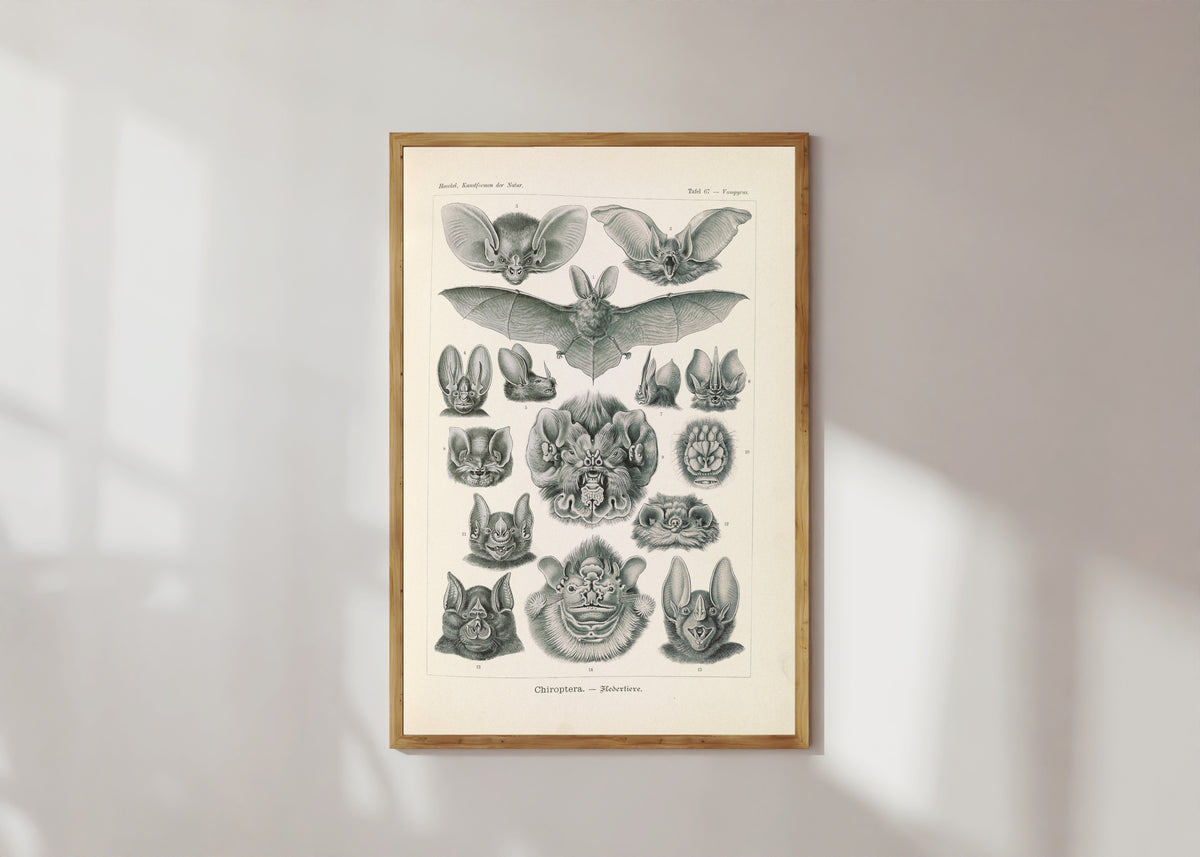 Framed art print of Kunstformen der Natur, Plate 67: Chiroptera by Ernst Haeckel, in a light wood frame on a sunlit white wall
