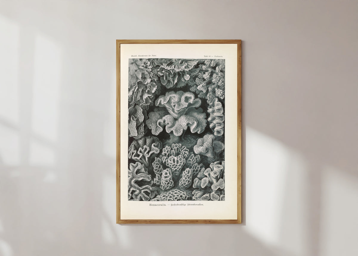 Framed art print of Kunstformen der Natur, Plate 69: Hexacoralla by Ernst Haeckel, in a light wood frame on a sunlit white wall