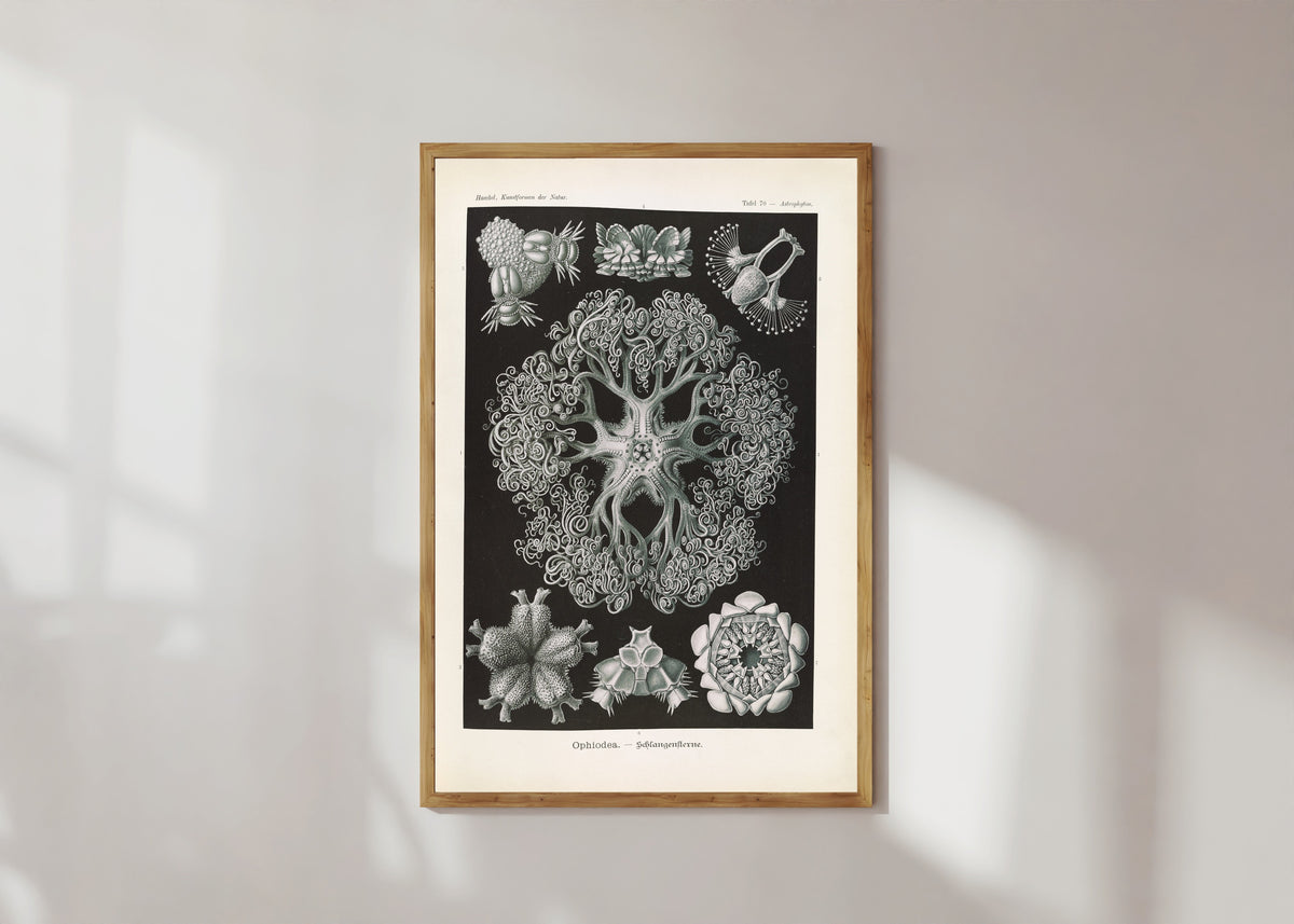 Framed art print of Kunstformen der Natur, Plate 70: Ophiodea by Ernst Haeckel, in a light wood frame on a sunlit white wall