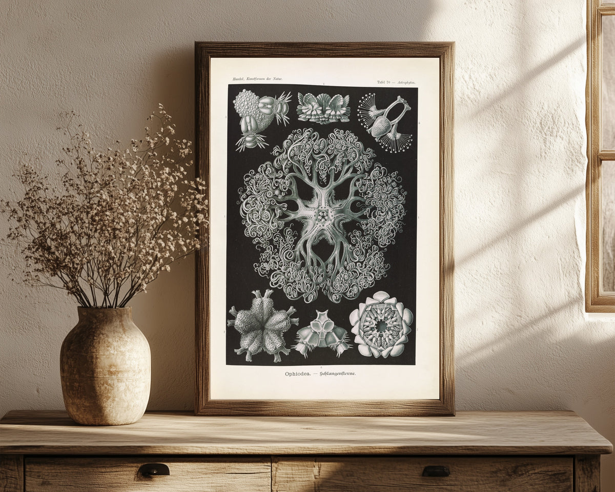 Framed art print of Kunstformen der Natur, Plate 70: Ophiodea by Ernst Haeckel, in a dark wood frame leaning on a rustic console beside dried flowers
