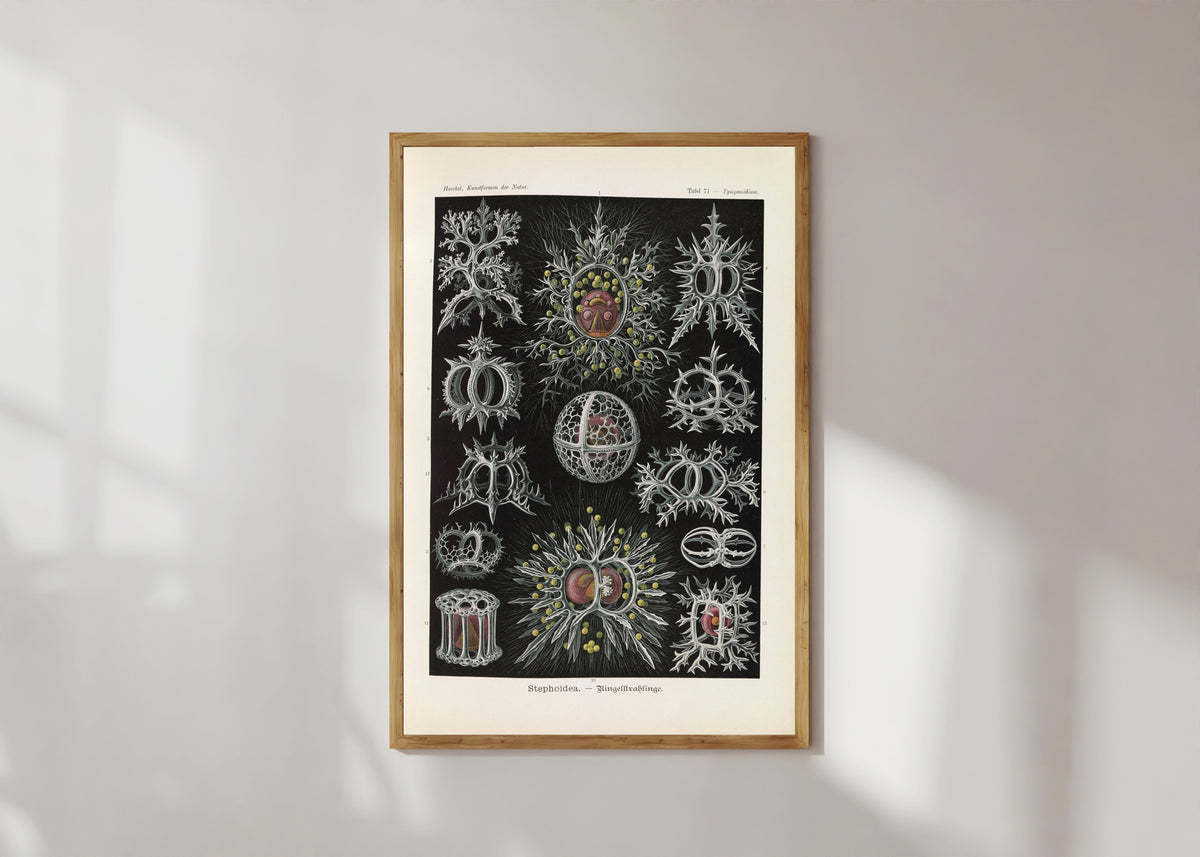Framed art print of Kunstformen der Natur, Plate 71: Stephoidea by Ernst Haeckel, in a light wood frame on a sunlit white wall