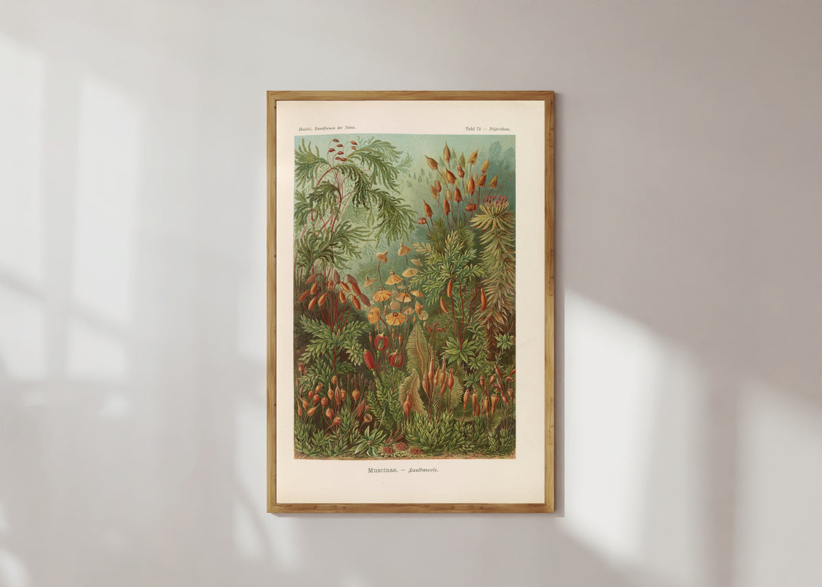Framed art print of Kunstformen der Natur, Plate 72: Muscinae by Ernst Haeckel, in a light wood frame on a sunlit white wall