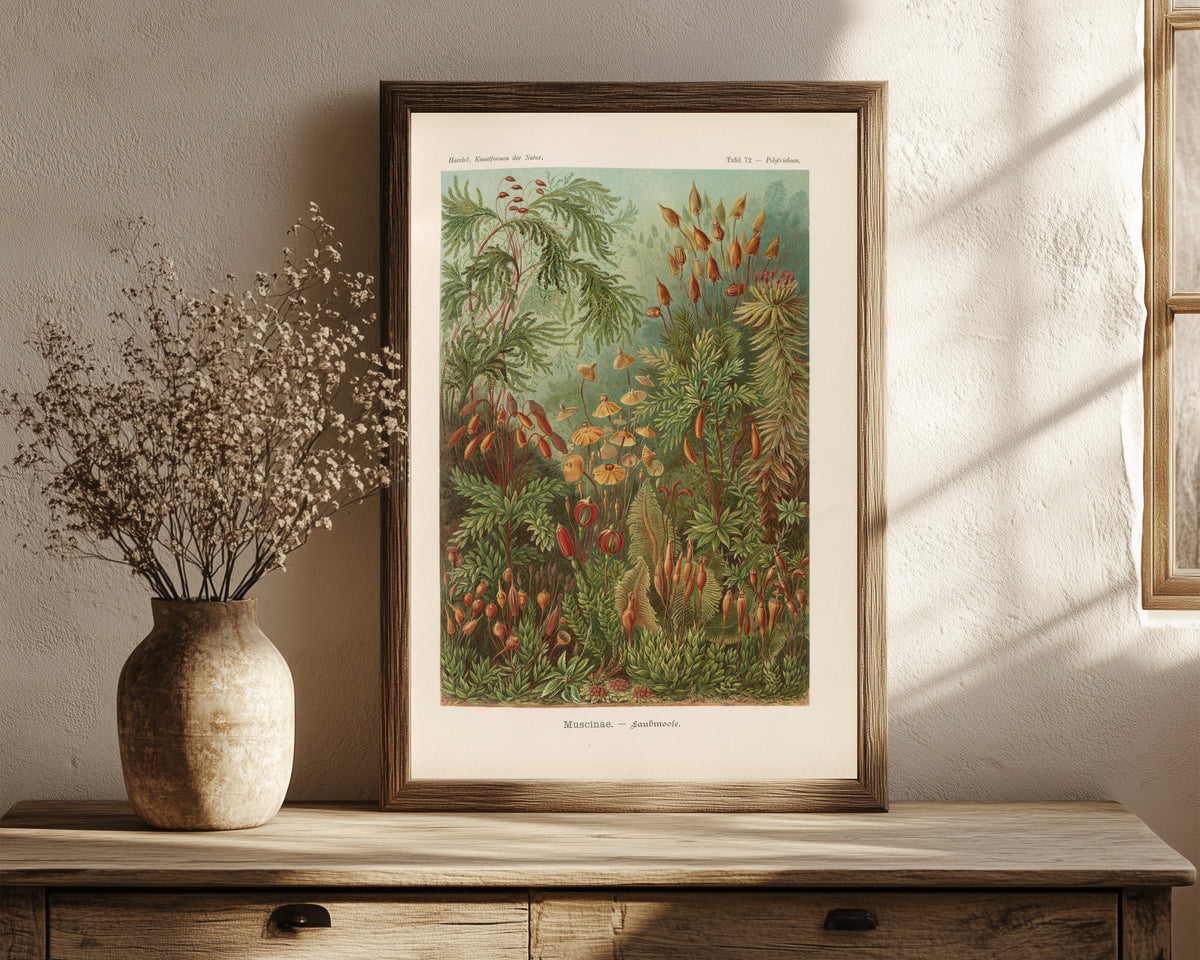 Framed art print of Kunstformen der Natur, Plate 72: Muscinae by Ernst Haeckel, in a dark wood frame leaning on a rustic console beside dried flowers