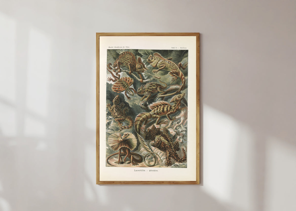 Framed art print of Kunstformen der Natur, Plate 79: Lacertilia by Ernst Haeckel, in a light wood frame on a sunlit white wall
