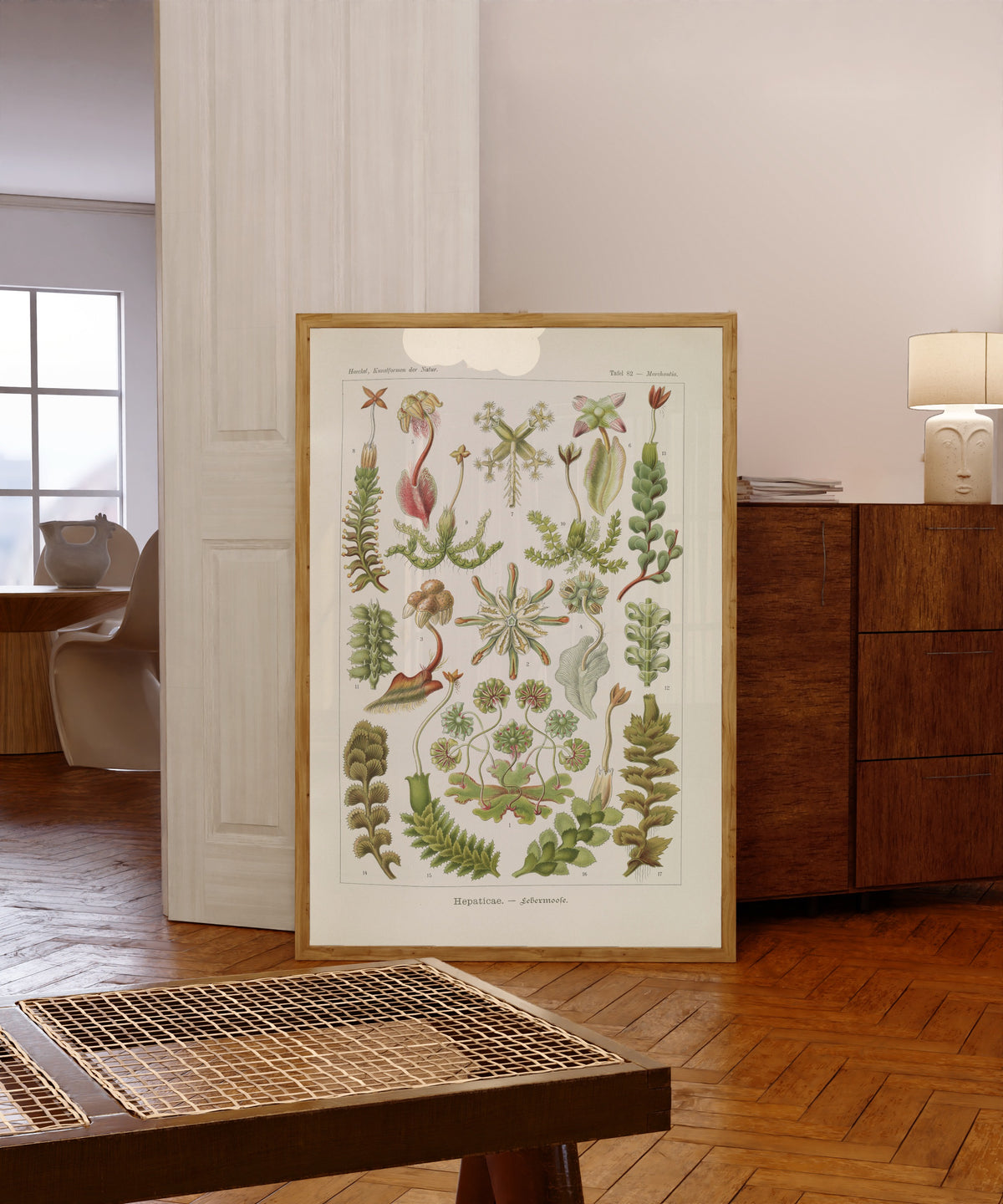 Framed art print of Kunstformen der Natur, Plate 82: Hepaticae by Ernst Haeckel, in a light wood frame leaning in a warm room with a parquet floor