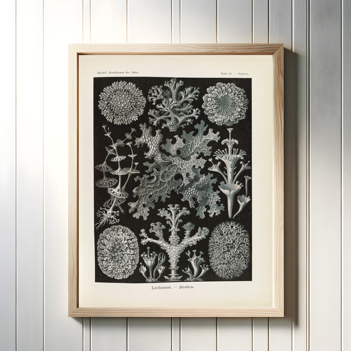 Framed art print of Kunstformen der Natur, Plate 83: Lichenes by Ernst Haeckel, in a light wood frame on a white panelled wall