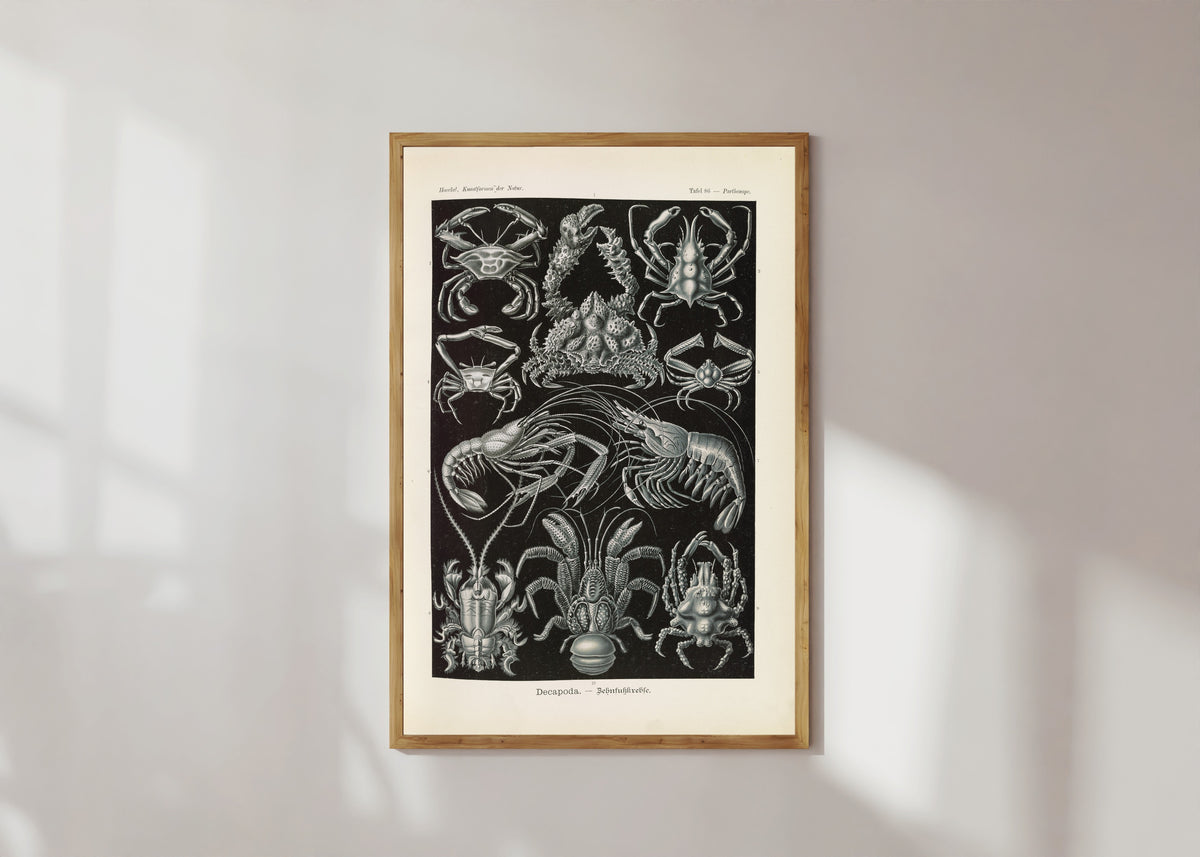 Framed art print of Kunstformen der Natur, Plate 86: Decapoda by Ernst Haeckel, in a light wood frame on a sunlit white wall