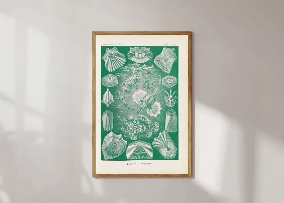 Framed art print of Kunstformen der Natur, Plate 87: Teleostei by Ernst Haeckel, in a light wood frame on a sunlit white wall