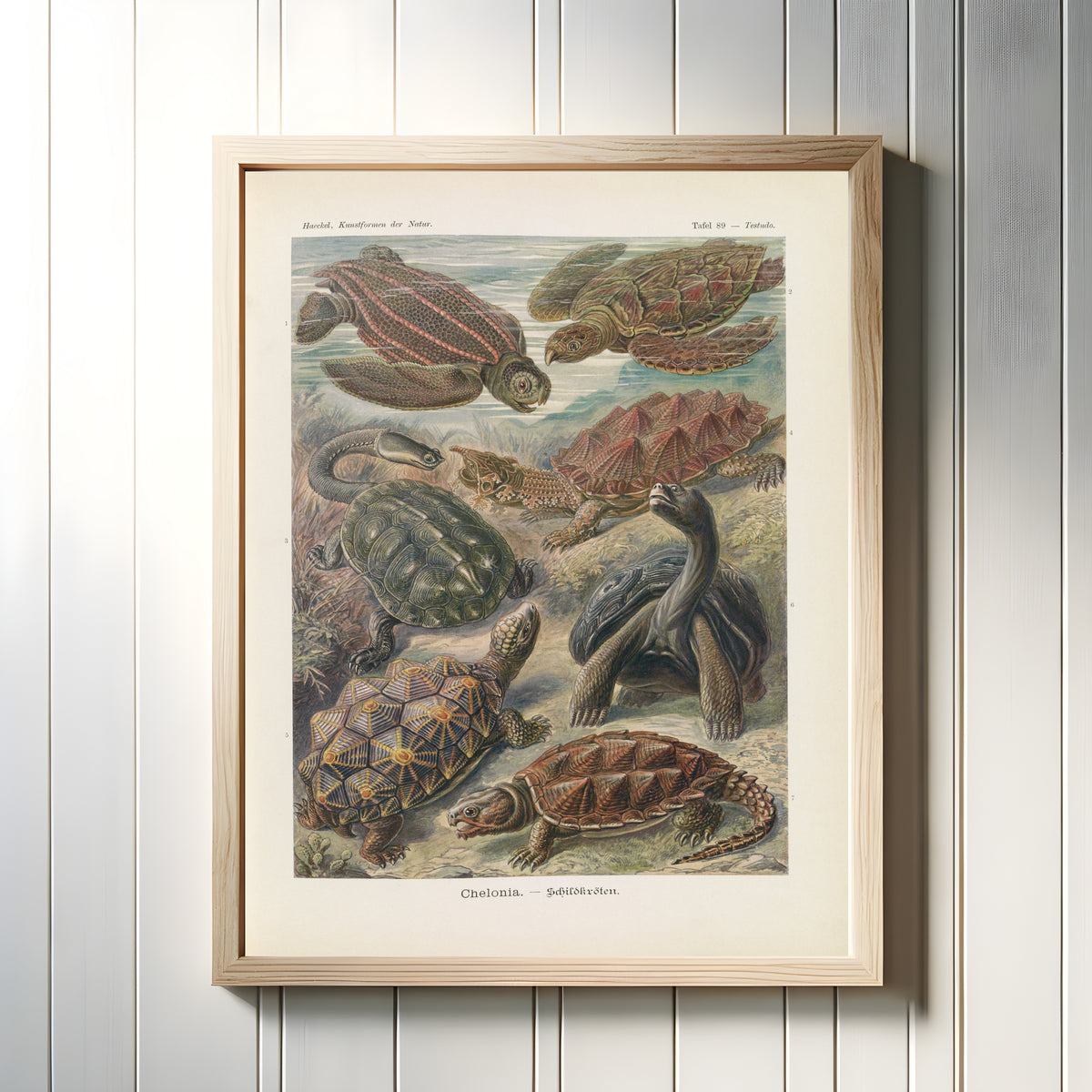 Framed art print of Kunstformen der Natur, Plate 89: Chelonia by Ernst Haeckel, in a light wood frame on a white panelled wall