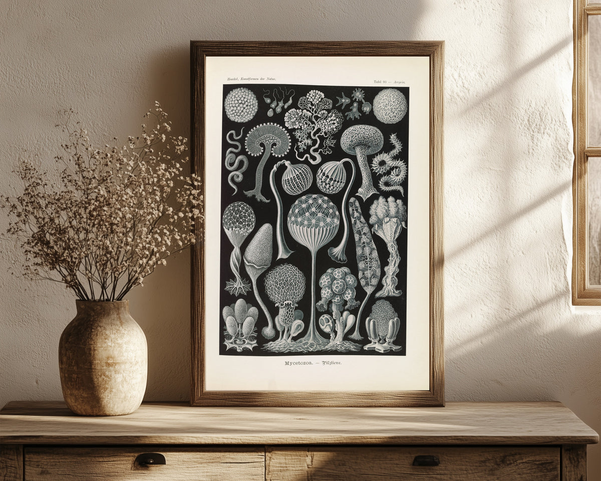 Framed art print of Kunstformen der Natur, Plate 93: Mycetozoa by Ernst Haeckel, in a dark wood frame leaning on a rustic console beside dried flowers
