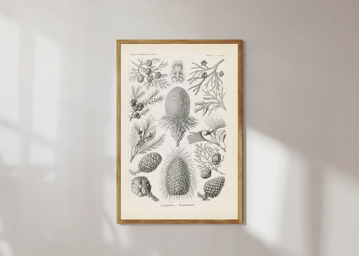 Framed art print of Kunstformen der Natur, Plate 94: Coniferae by Ernst Haeckel, in a light wood frame on a sunlit white wall