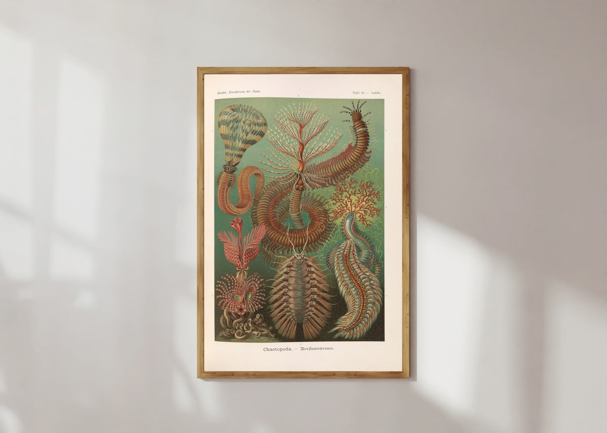 Framed art print of Kunstformen der Natur, Plate 96: Chaetopoda by Ernst Haeckel, in a light wood frame on a sunlit white wall