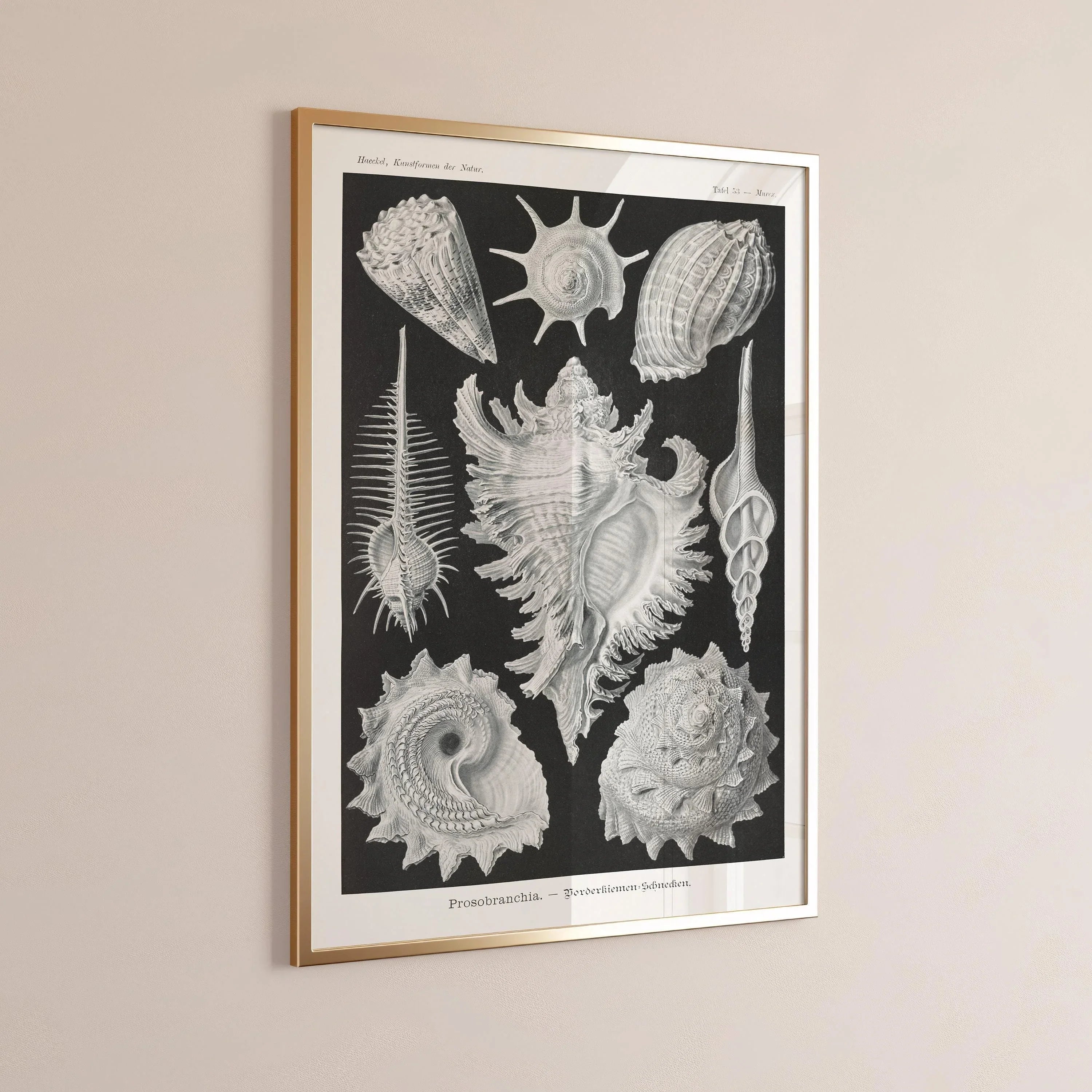 Ernst Haeckel Shells Art Print: Black and White Marine Life - 9ArtPrints
