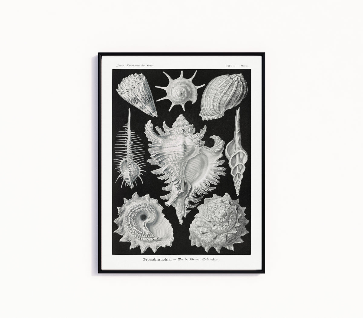 Framed art print of Shells by Ernst Haeckel, in a slim black frame on a plain white wall