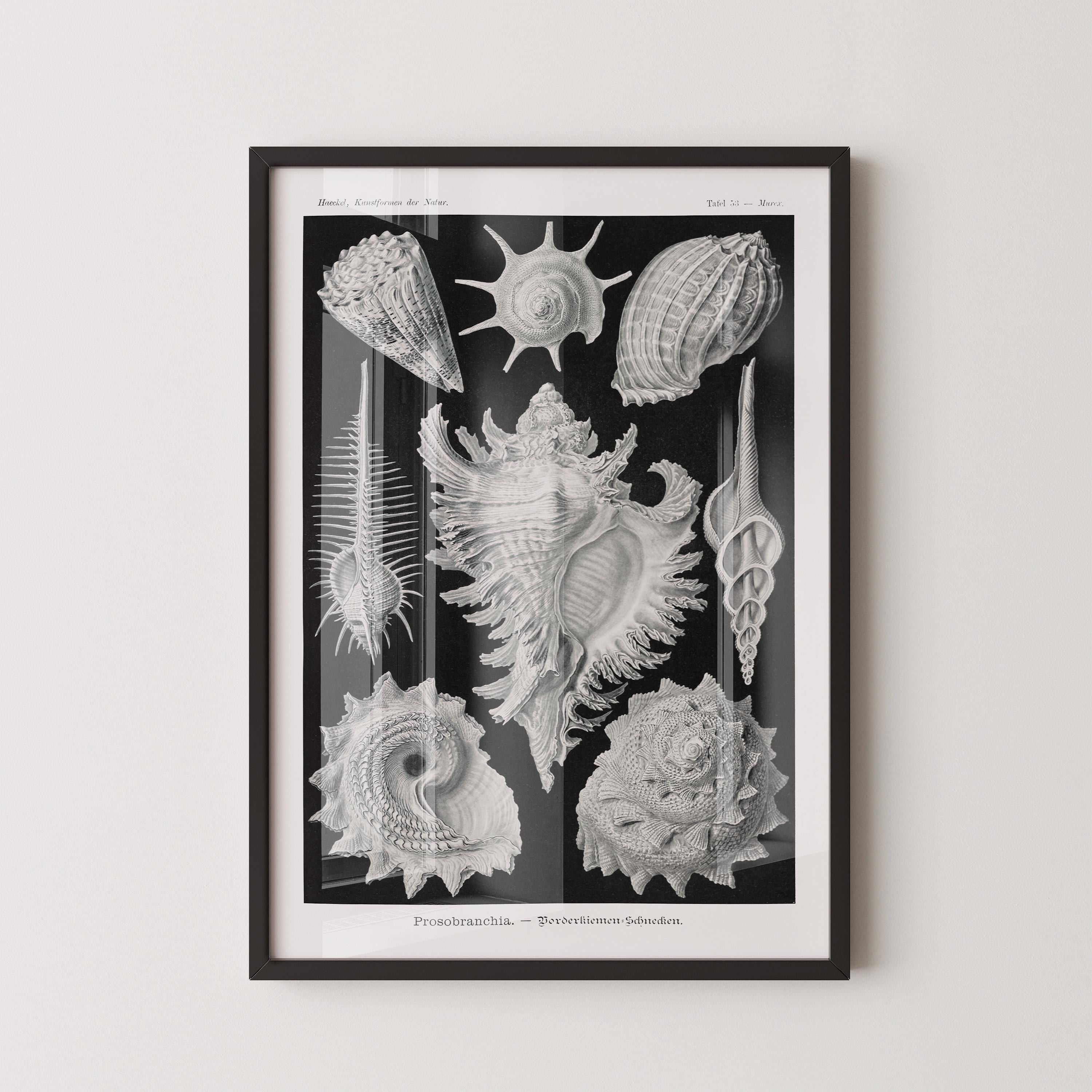 Ernst Haeckel - Shells | Famous Marine Life Sketch Art in Black and White