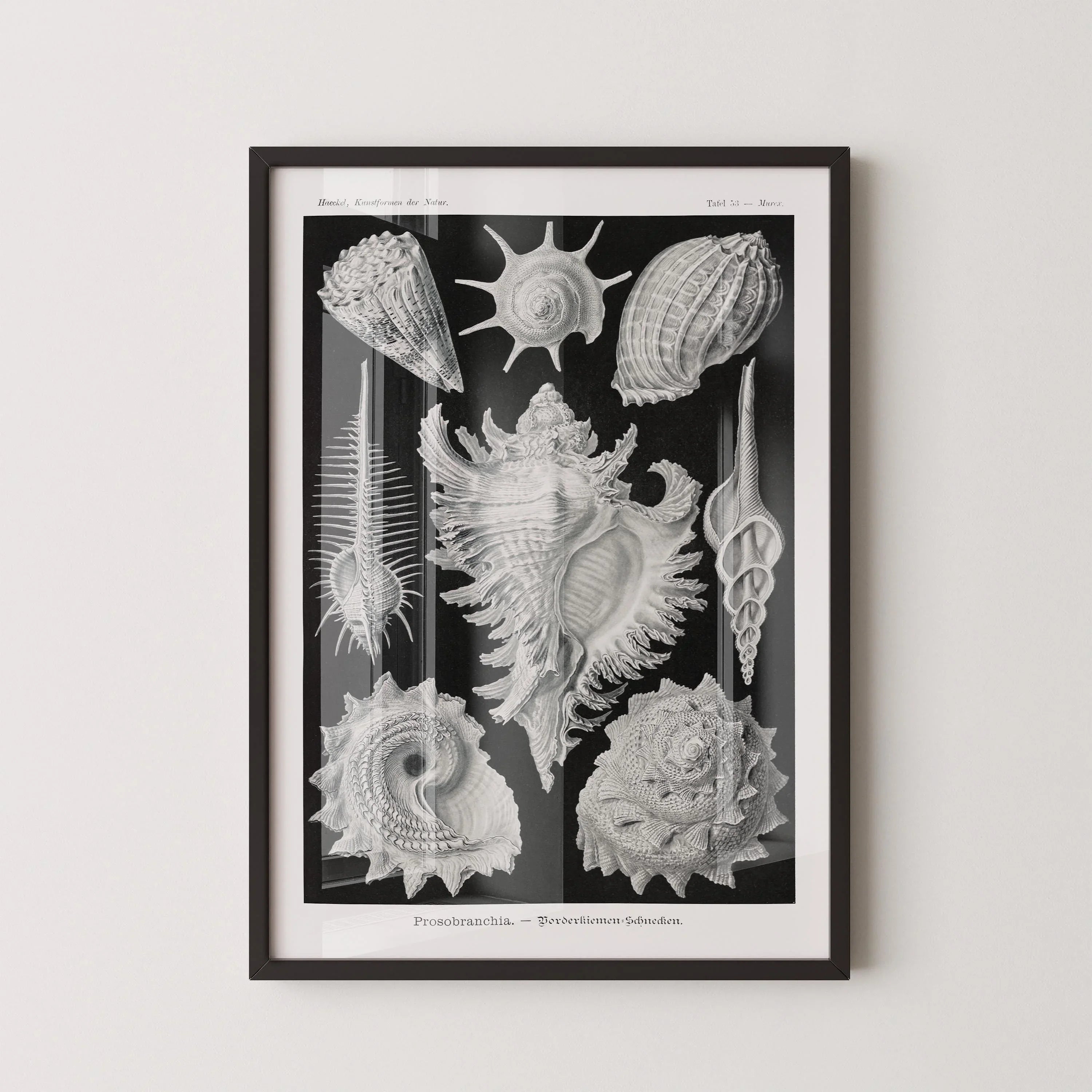 Ernst Haeckel - Shells | Famous Marine Life Sketch Art in Black and White