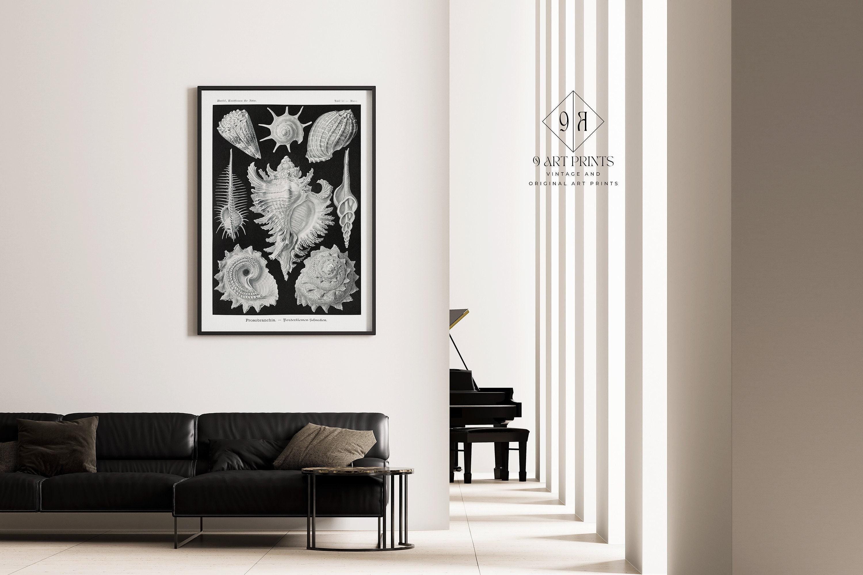 Ernst Haeckel - Shells | Famous Marine Life Sketch Art in Black and White