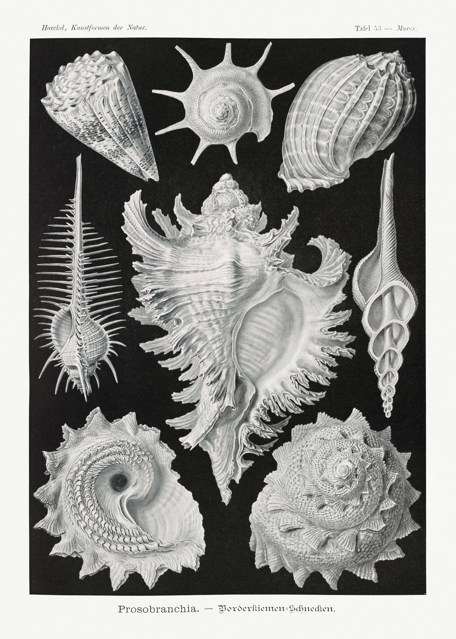 Ernst Haeckel — Shells | Fine Art Print - 9ArtPrints
