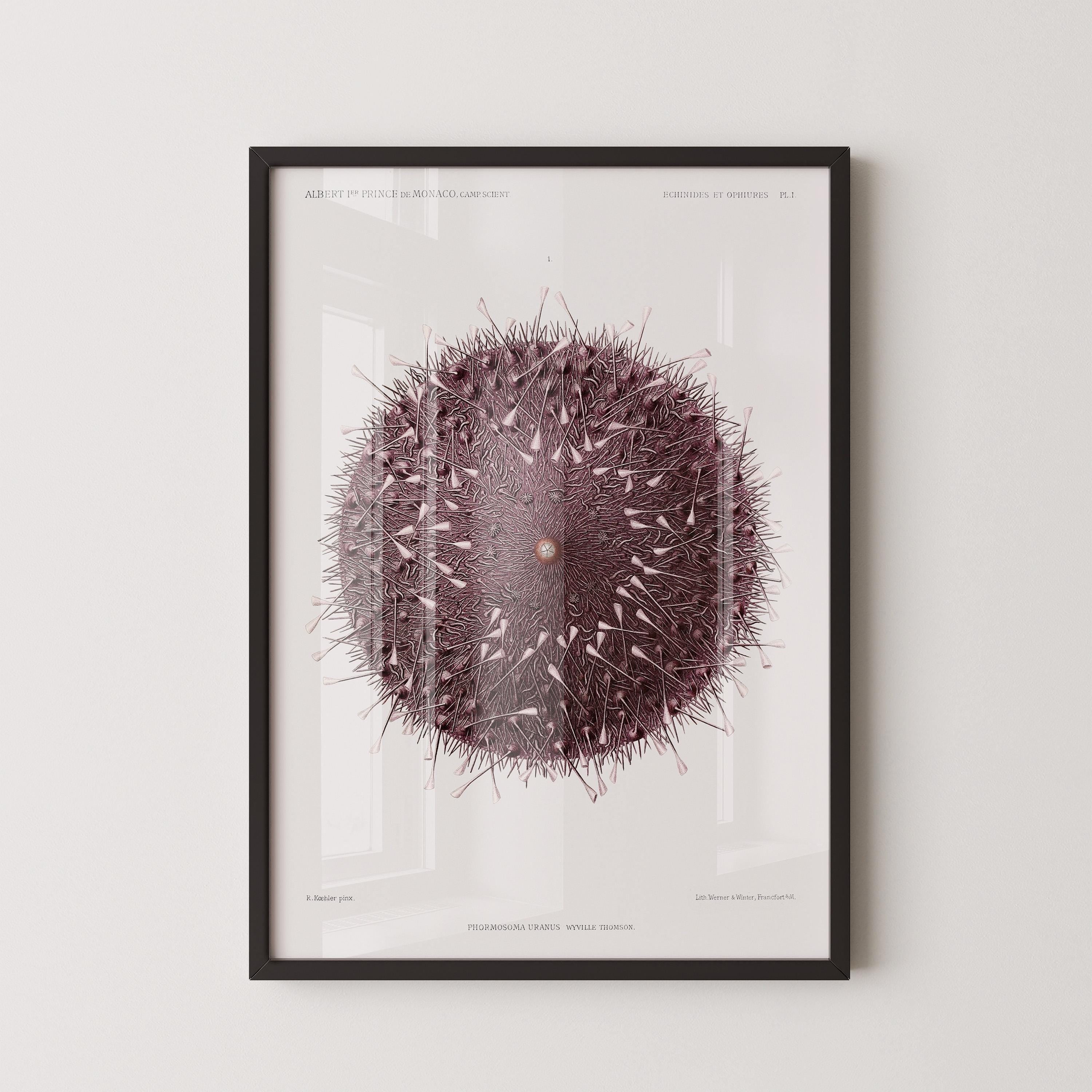 Ethereal Symmetry - Prince Albert I's Sea Urchin | A Surreal, Otherworldly Vintage Illustration of Marine Life available framed or unframed - 9ArtPrints