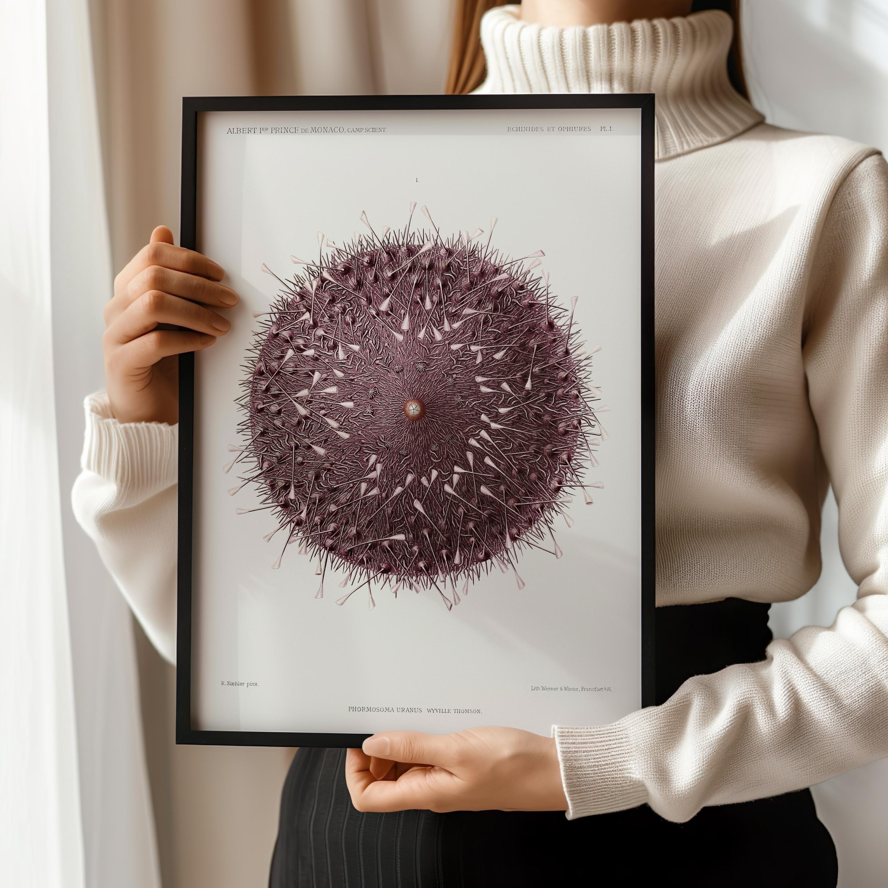Ethereal Symmetry - Prince Albert I's Sea Urchin | A Surreal, Otherworldly Vintage Illustration of Marine Life available framed or unframed - 9ArtPrints