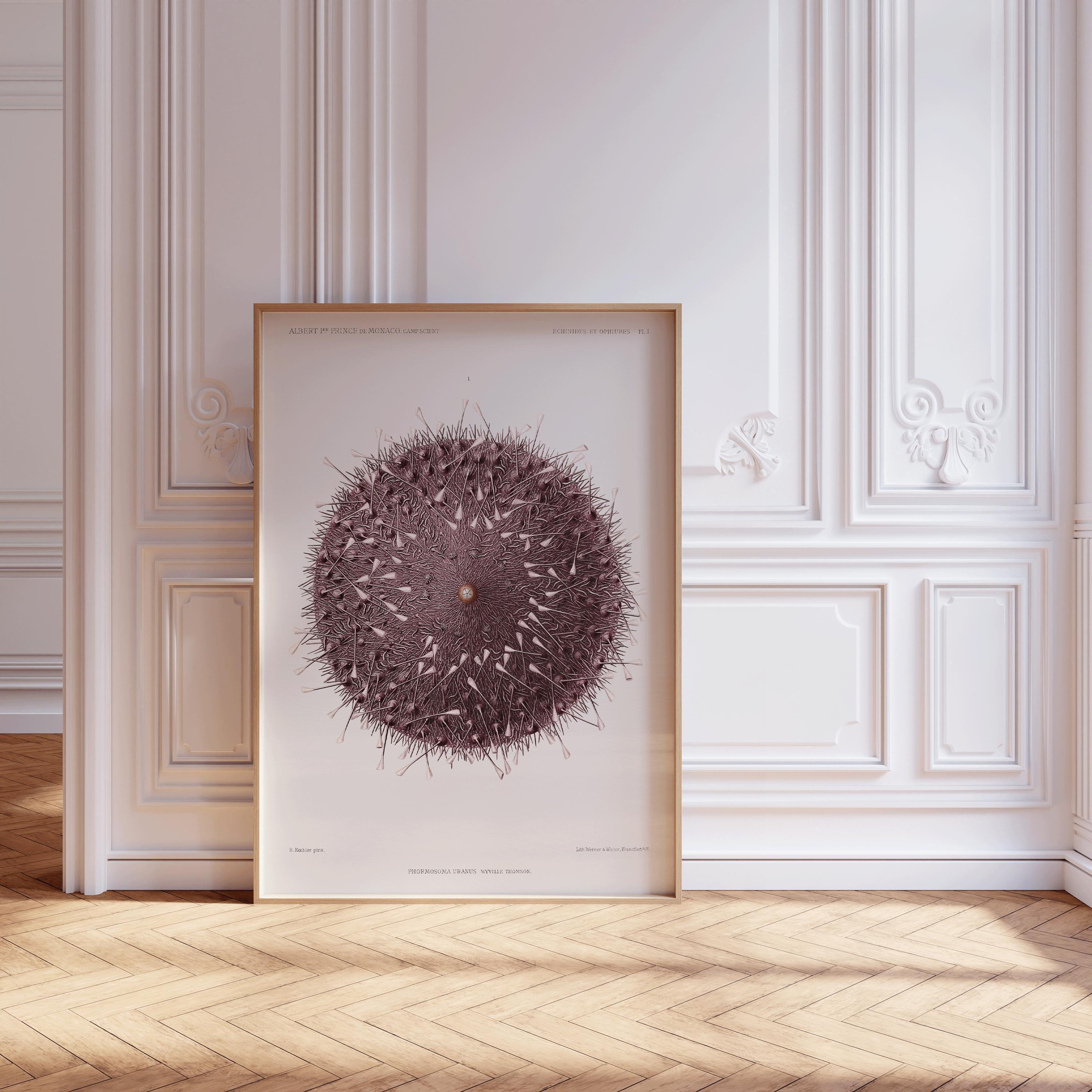 Ethereal Symmetry - Prince Albert I's Sea Urchin | A Surreal, Otherworldly Vintage Illustration of Marine Life available framed or unframed - 9ArtPrints