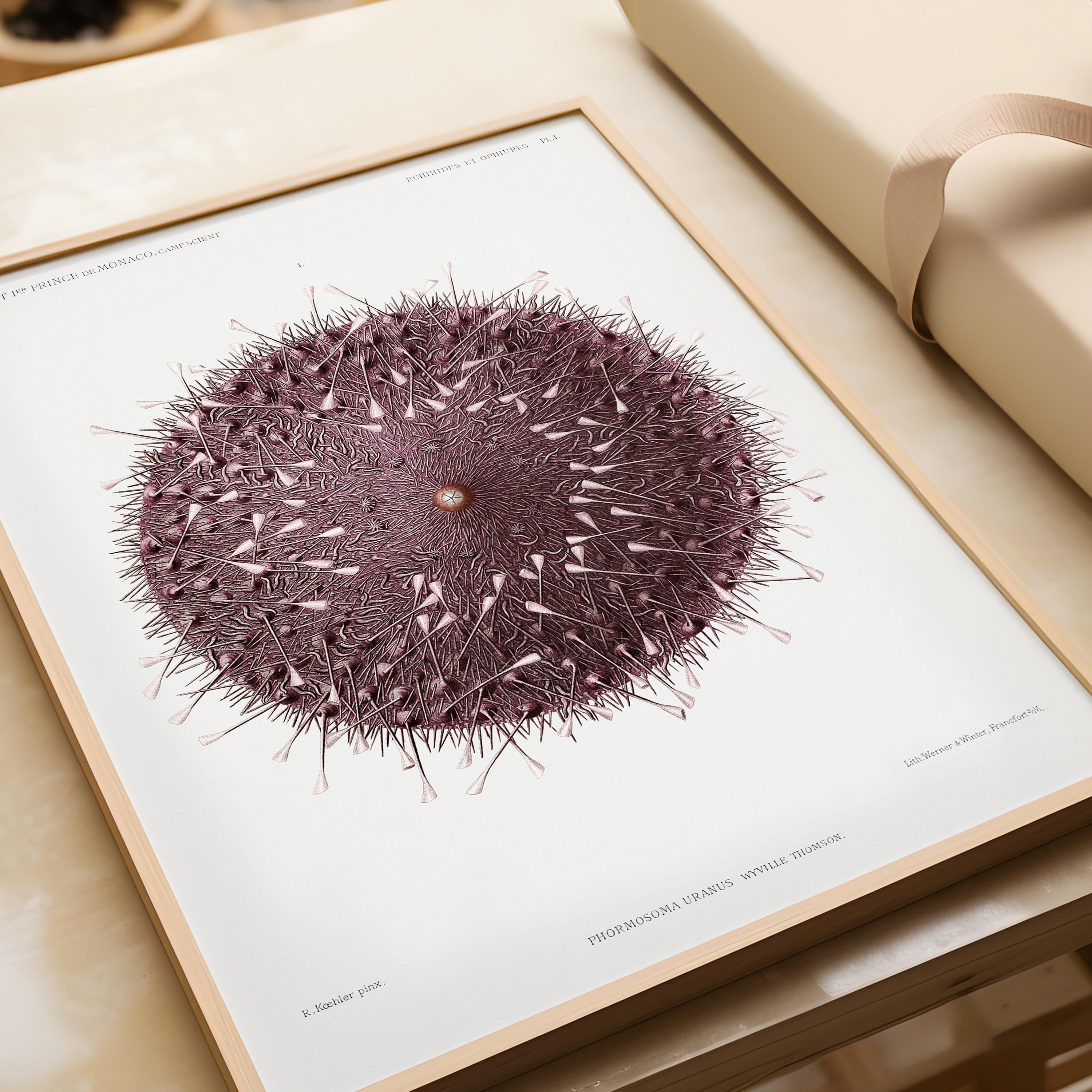 Ethereal Symmetry - Prince Albert I's Sea Urchin | A Surreal, Otherworldly Vintage Illustration of Marine Life available framed or unframed - 9ArtPrints