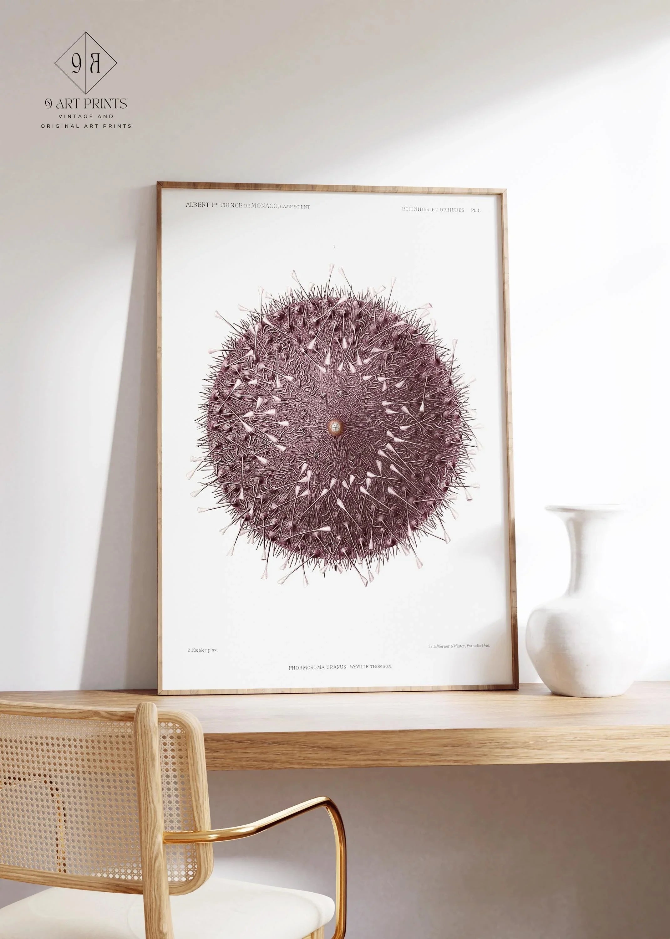 Ethereal Symmetry - Prince Albert I's Sea Urchin | A Surreal, Otherworldly Vintage Illustration of Marine Life available framed or unframed - 9ArtPrints
