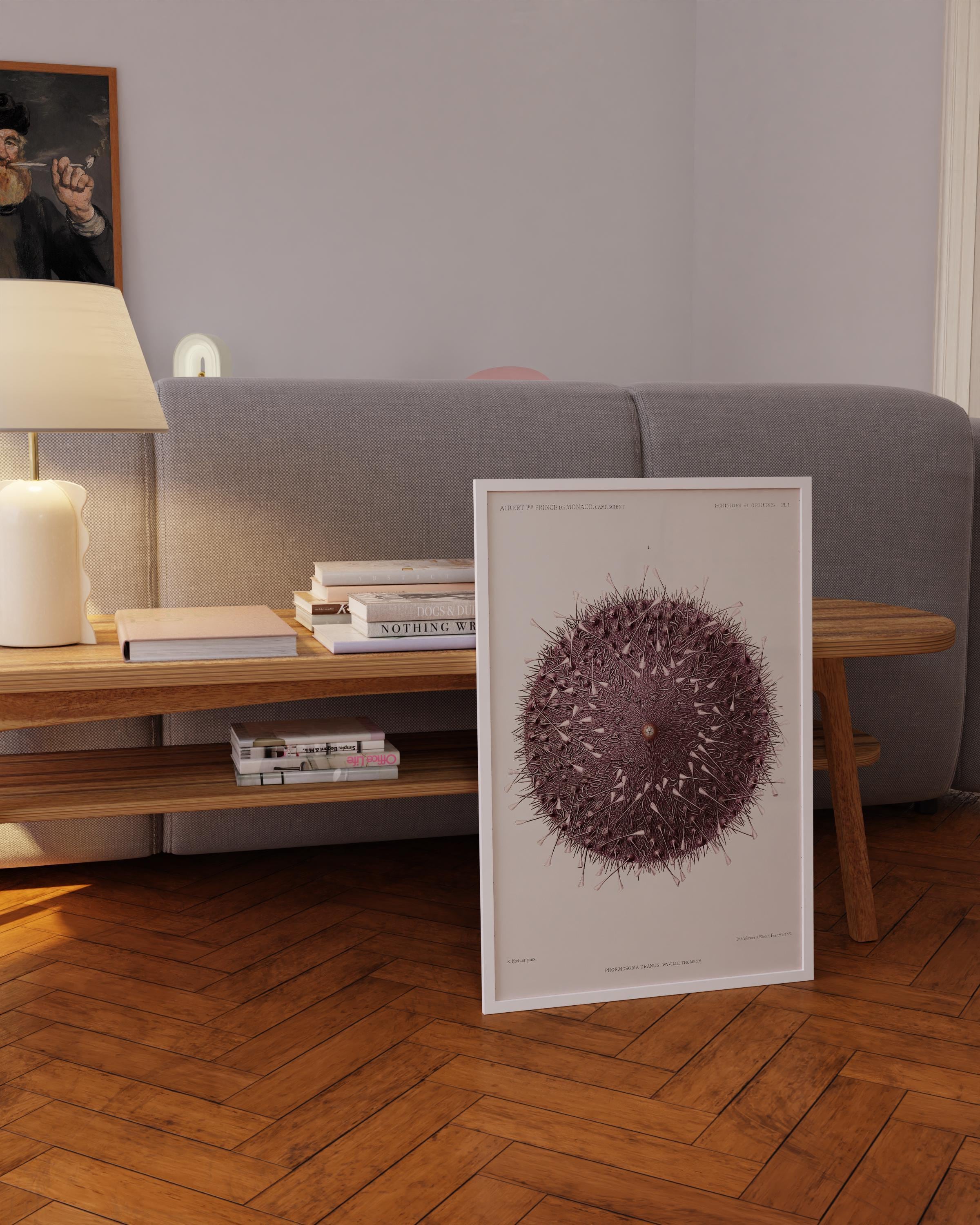 Ethereal Symmetry - Prince Albert I's Sea Urchin | A Surreal, Otherworldly Vintage Illustration of Marine Life available framed or unframed - 9ArtPrints