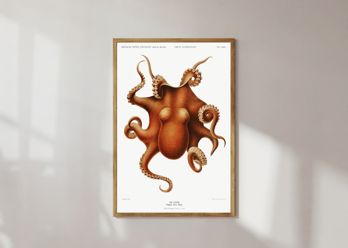 Framed art print of Polypus levis by Ewald Heinrich Rübsaamen, in a light wood frame on a sunlit white wall