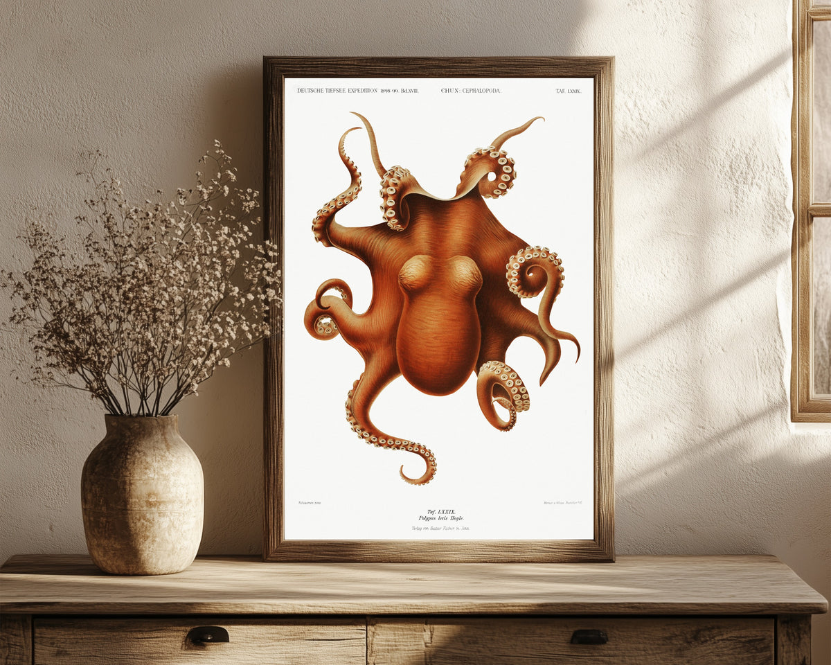 Framed art print of Polypus levis by Ewald Heinrich Rübsaamen, in a dark wood frame leaning on a rustic console beside dried flowers