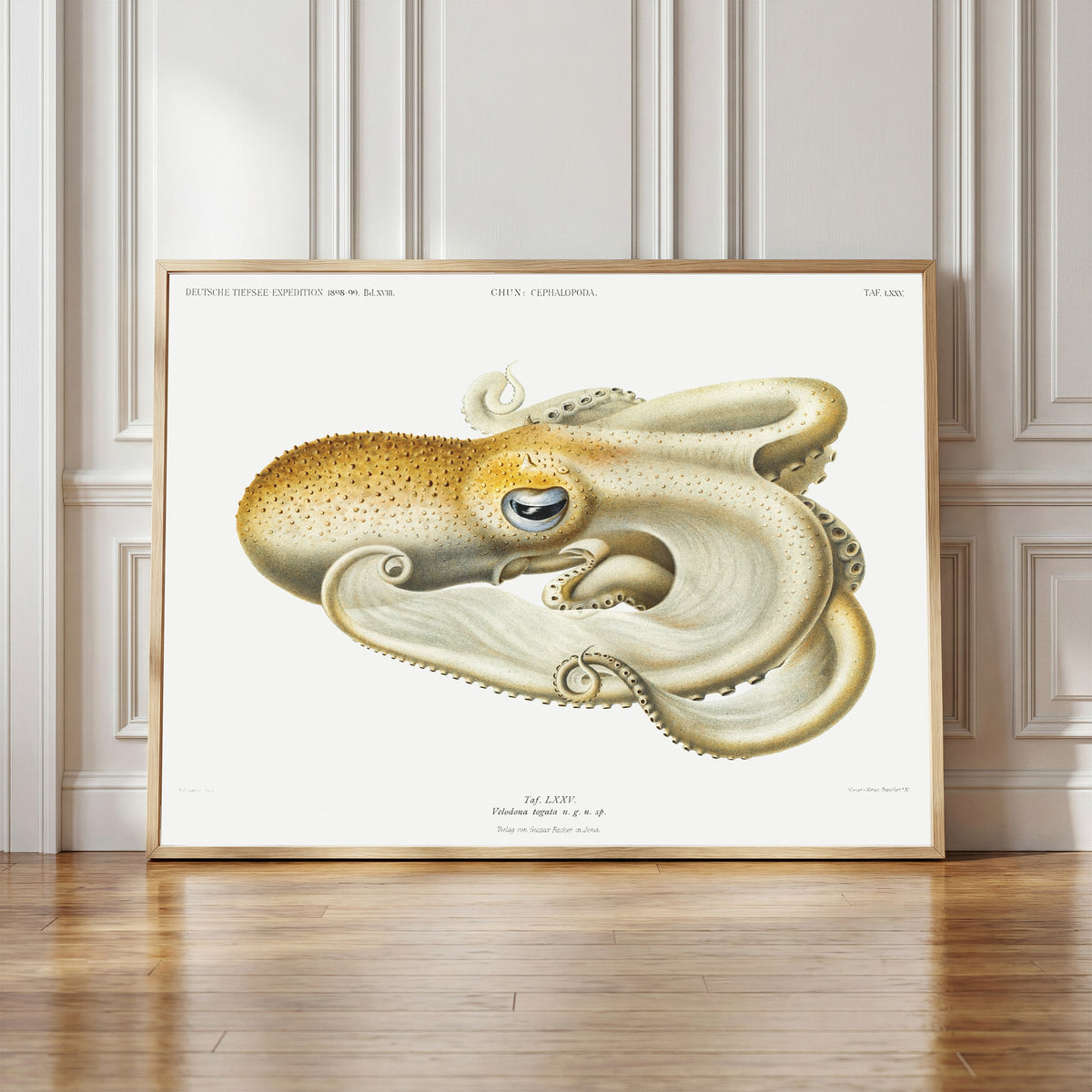 Framed art print of Velodona togata (Plate LXXV) by Ewald Heinrich Rübsaamen, in a light wood frame leaning against a panelled white wall